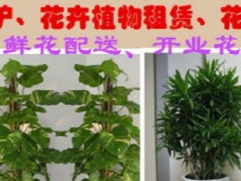 成都鮮花綠植租售與園林綠化綜合服務(wù) 一站式解決方案