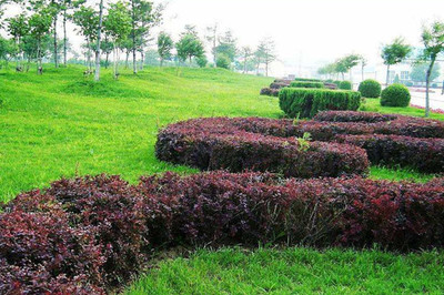 綠籬、色塊、色帶及體育場地設施的定點放線方法與步驟