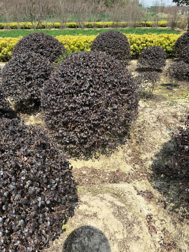 從苗木到園林 廠房綠化工程中的全鏈條服務